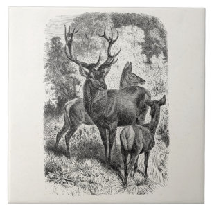 Vintage 1800s Red Deer Illustration Stag Doe Fawn Ceramic Tile