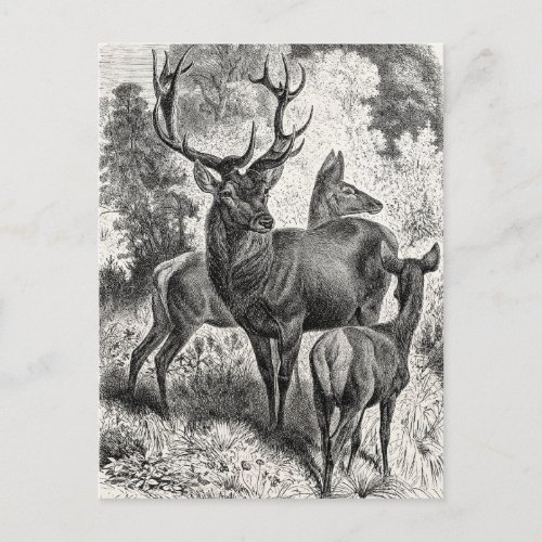 Vintage 1800s Red Deer Illustration Stag Doe Fawn Postcard