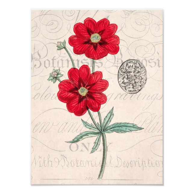 Vintage 1800s Red Flower Botany Cinquefoil Photo Print (Front)