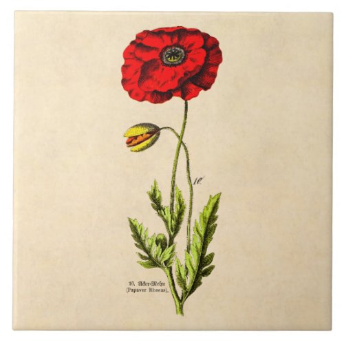 Vintage 1800s Red Poppy Wild Flower Floral Poppies Ceramic Tile