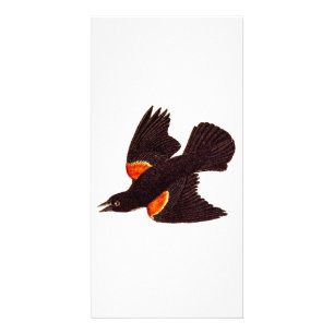 Vintage 1800s Red Winged Black Bird Illustration Card