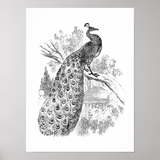 Vintage 1800s Retro Peacock Illustration Template Poster (Front)