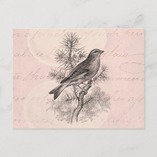 Vintage 1800s Rose Linnet Song Bird Finch Birds Postcard