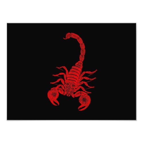 Vintage 1800s Scorpion Illustration Red Scorpions Photo Print