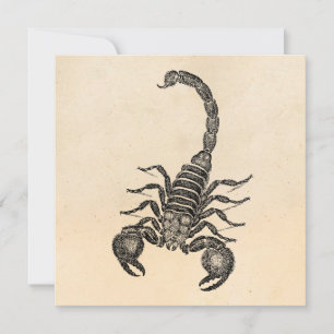 Vintage 1800s Scorpion Illustration - Scorpions