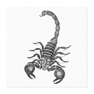 scorpion scientific illustration