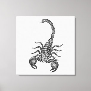Vintage 1800s Scorpion Illustration - Scorpions Canvas Print