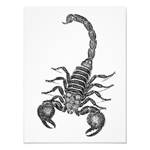 Vintage 1800s Scorpion Illustration _ Scorpions Photo Print