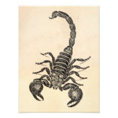 Vintage 1800s Scorpion Illustration - Scorpions Photo Print