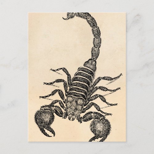 Vintage 1800s Scorpion Illustration _ Scorpions Postcard