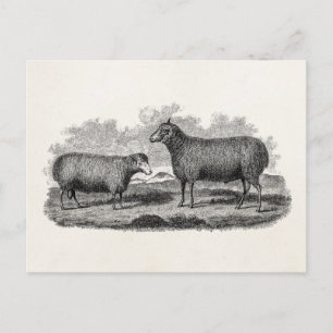 Vintage 1800s Sheep Ewe Illustration Retro Farm Postcard
