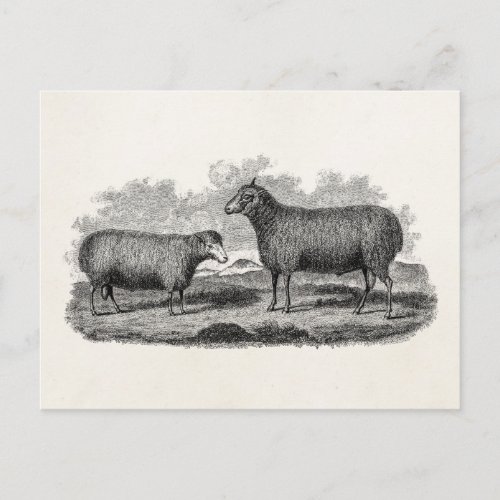 Vintage 1800s Sheep Ewe Illustration Retro Farm Postcard