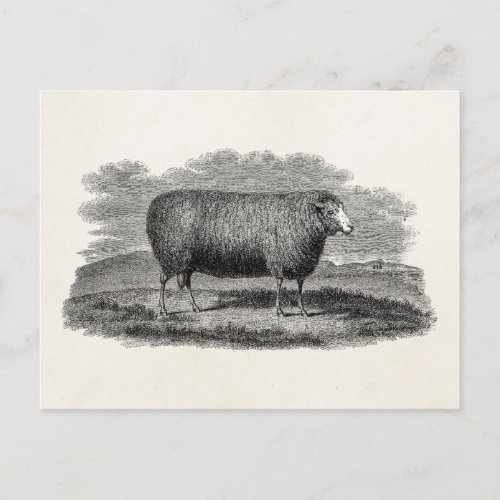 Vintage 1800s Sheep Ewe Illustration Retro Wool Postcard