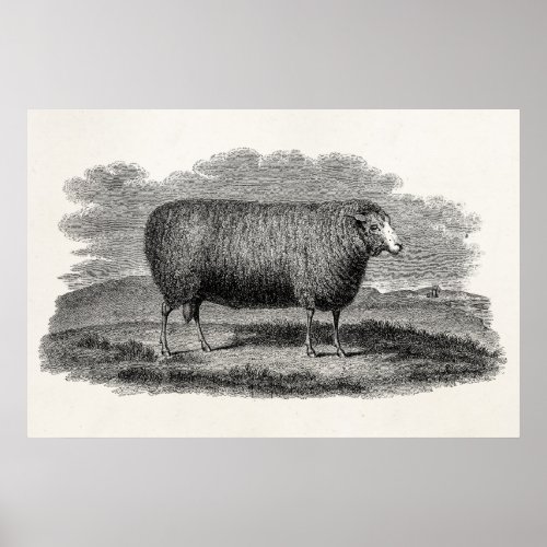 Vintage 1800s Sheep Ewe Illustration Retro Wool Poster