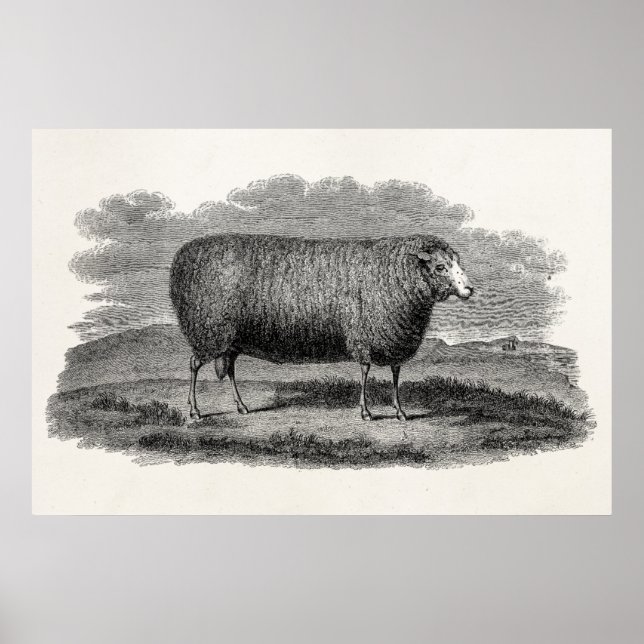 Vintage 1800s Sheep Ewe Illustration Retro Wool Poster (Front)