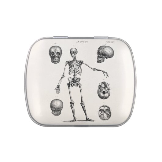 Vintage 1800s Skeleton Antique Anatomy Skeletons Candy Tin (Top)