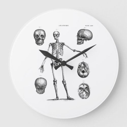 Vintage 1800s Skeleton Antique Anatomy Skeletons Large Clock