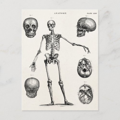 Vintage 1800s Skeleton Antique Anatomy Skeletons Postcard