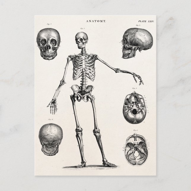 Vintage 1800s Skeleton Antique Anatomy Skeletons Postcard (Front)