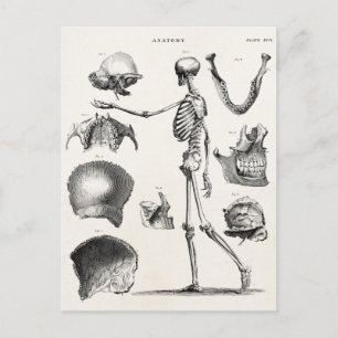 Vintage 1800s Skeleton Antique Anatomy Skeletons Postcard
