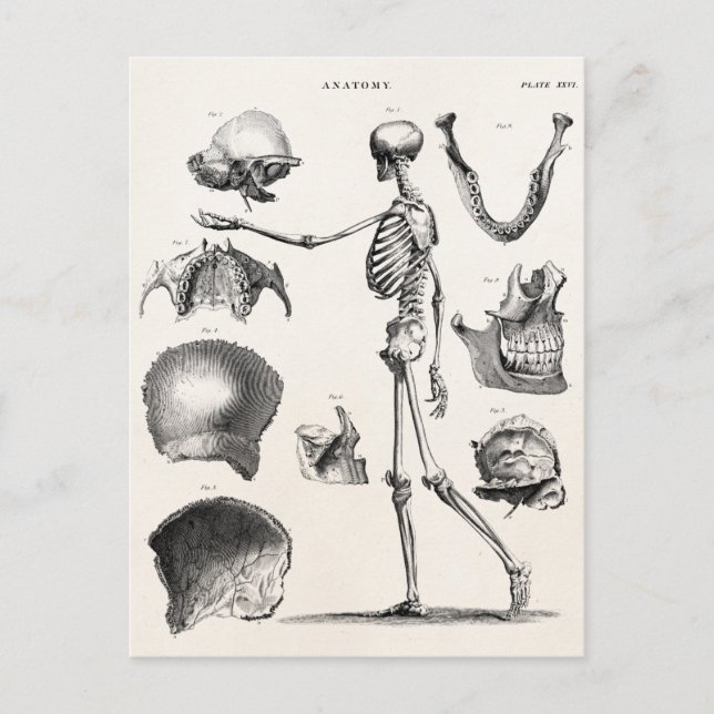Vintage 1800s Skeleton Antique Anatomy Skeletons Postcard (Front)
