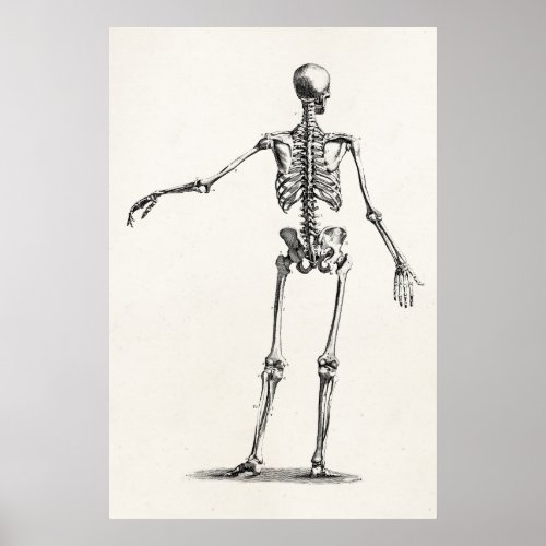 Vintage 1800s Skeleton Antique Anatomy Skeletons Poster