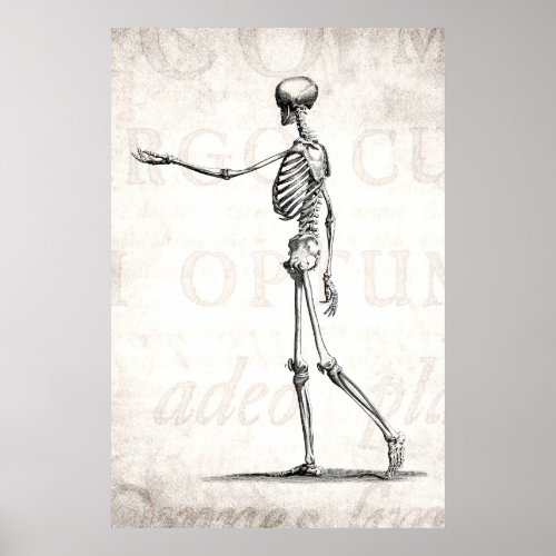 Vintage 1800s Skeleton Antique Anatomy Skeletons Poster