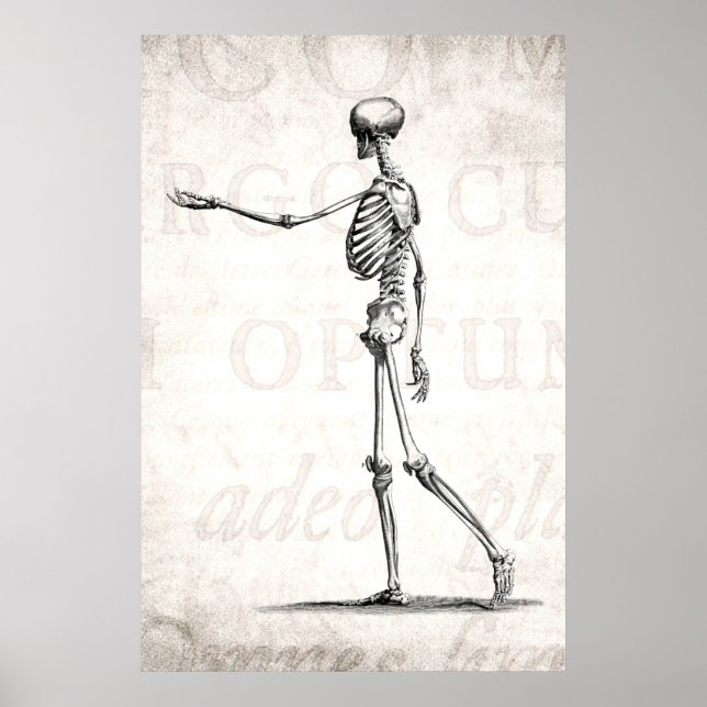 Vintage 1800s Skeleton Antique Anatomy Skeletons Poster (Front)