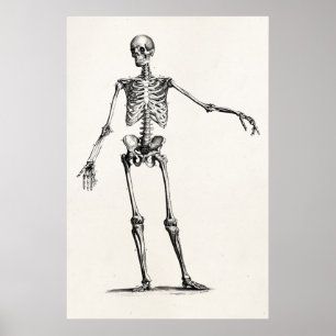 Vintage 1800s Skeleton Retro Anatomy Skeletons Poster
