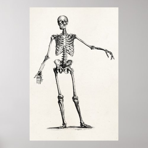 Vintage 1800s Skeleton Retro Anatomy Skeletons Poster