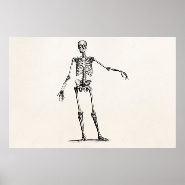 Vintage 1800s Skeleton Retro Anatomy Skeletons Poster (Front)