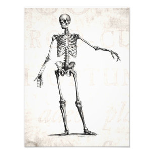 Vintage 1800s Skeleton Retro Skeletons Anatomy Photo Print