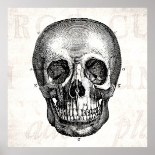 Vintage 1800s Skull Retro Anatomical Old Drawing Poster