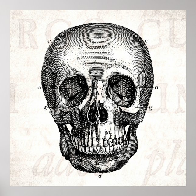 Vintage 1800s Skull Retro Anatomical Old Drawing Poster (Front)