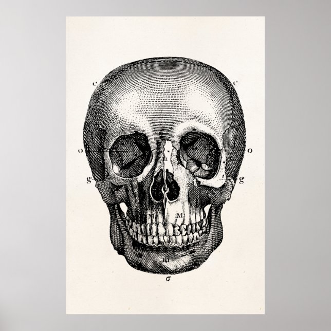 Vintage 1800s Skull Retro Skulls Skeleton Poster (Front)