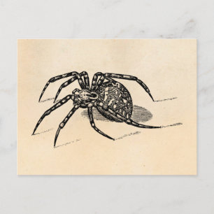 Vintage 1800s Spider Illustration Spiders Template Postcard