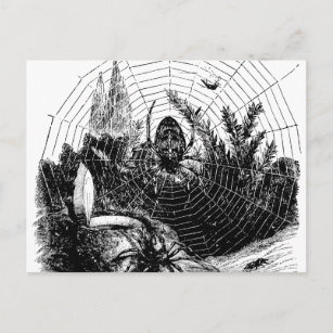 Vintage 1800s Spider Web Illustration - Spiders Postcard