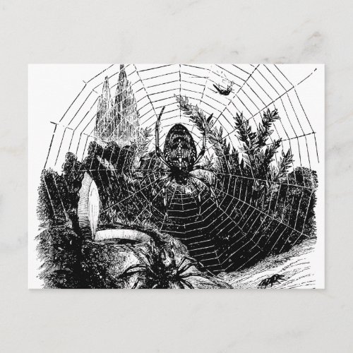 Vintage 1800s Spider Web Illustration _ Spiders Postcard