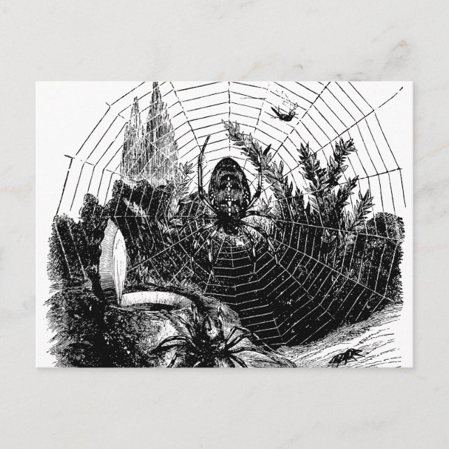 Vintage 1800s Spider Web Illustration - Spiders Postcard (Front)