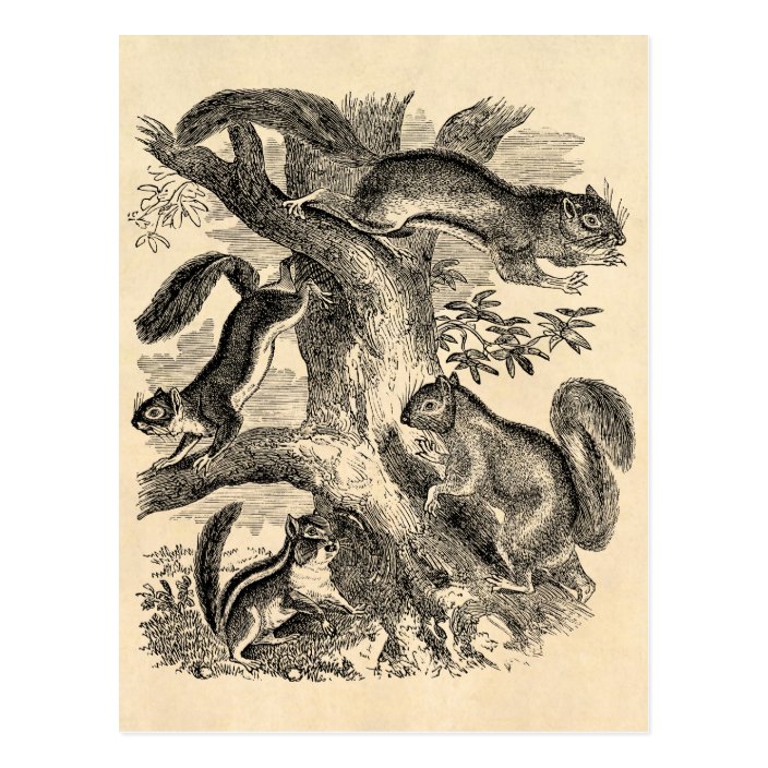 Vintage 1800s Squirrels Illustration Squirrel Postcard