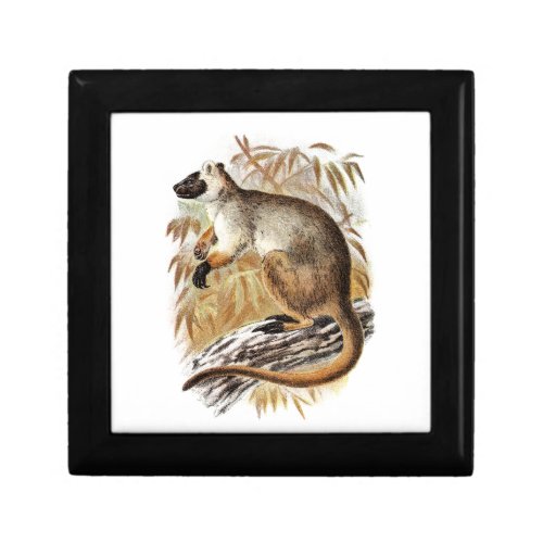 Vintage 1800s Tree Kangaroo Old Kangaroos Template Gift Box