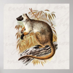 Vintage 1800s Tree Kangaroo Old Kangaroos Template Poster