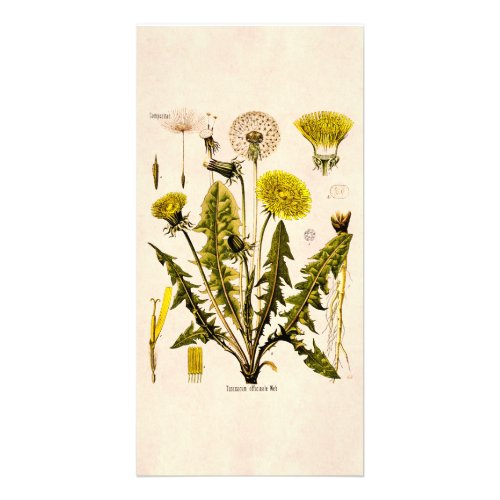 Vintage 1800s Yellow Dandelion Gone to Seed Floral Card