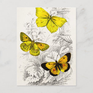 Vintage 1800s Yellow Orange Butterflies Template Postcard