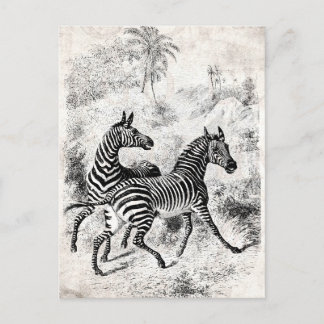 Vintage 1800s Zebras Retro Old Zebras Illustration Postcard