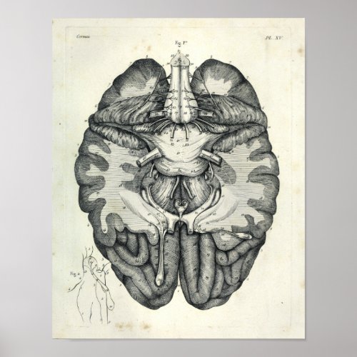 Vintage 1805 Anatomical Brain Cranial Nerves Print