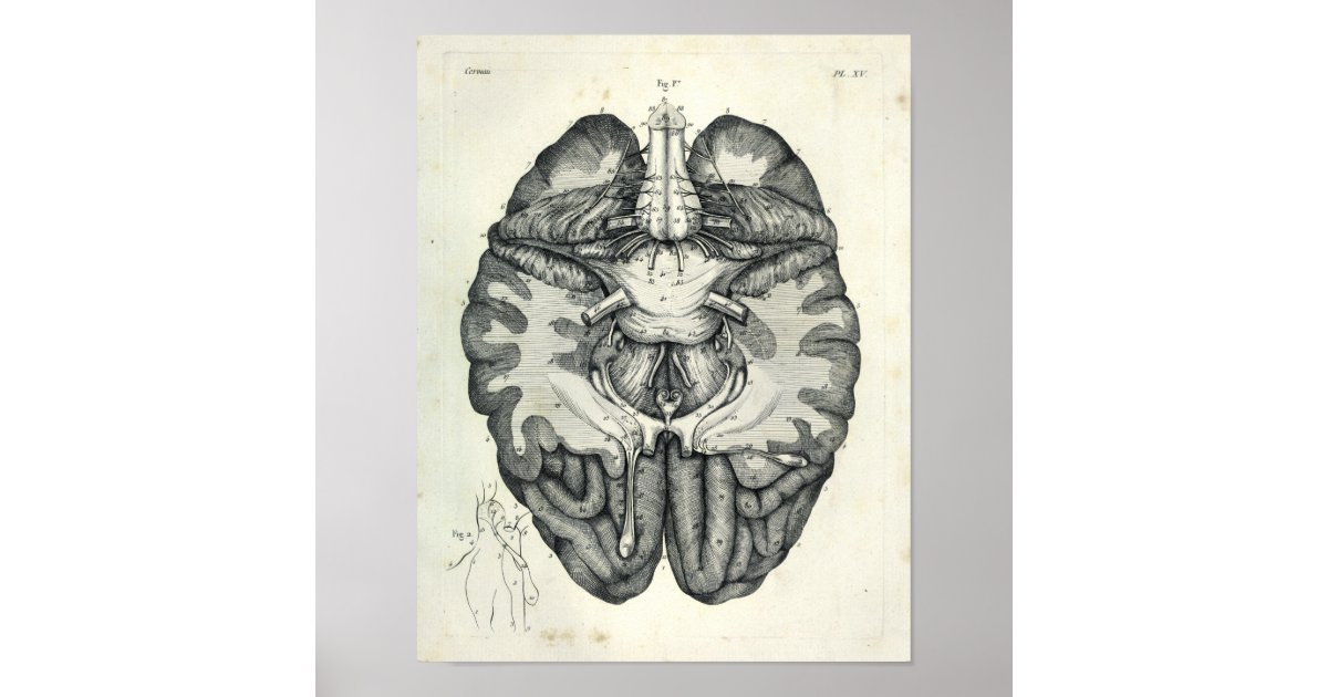 Vintage 1805 Anatomical Brain Cranial Nerves Print | Zazzle