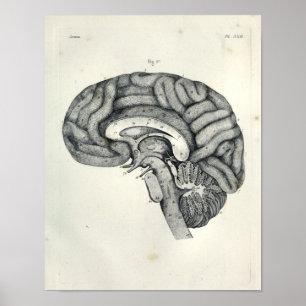 Vintage 1805 Anatomical Brain Median Surface Print