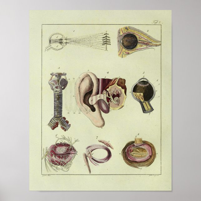 Vintage 1820 Eye Ear Anatomy Art Print (Front)
