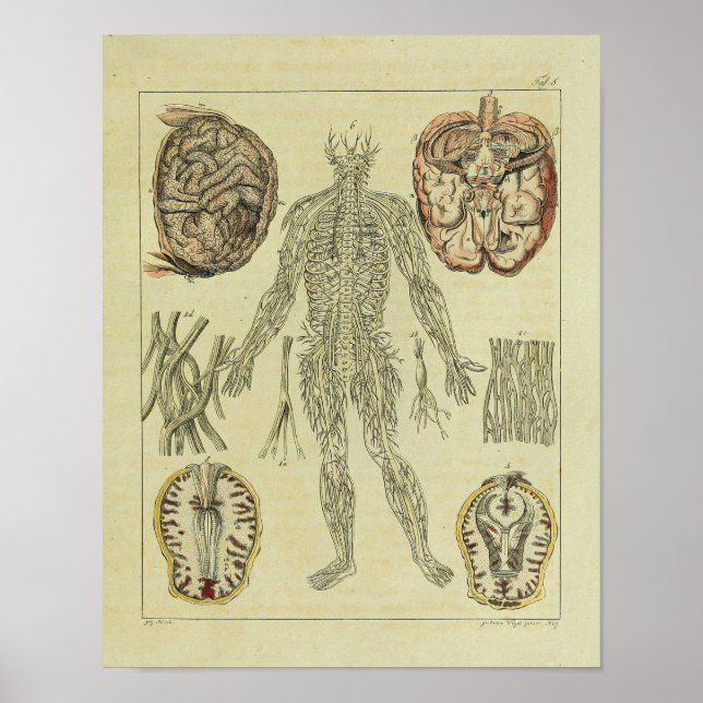 Vintage 1820 Nerves Brain Anatomy Art Print (Front)
